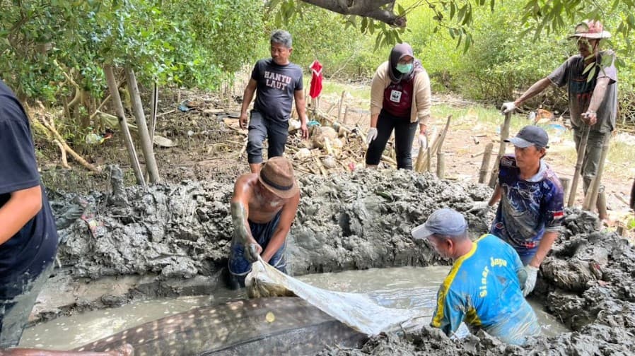 Penanganan Hiu Paus Terdampar di Bekasi: Kolaborasi dan Kearifan Lokal dalam Menjaga Laut