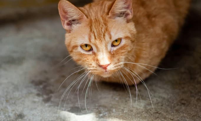 Pecinta Anabul! Ini yang Harus Dilakukan Saat Kucing Flu