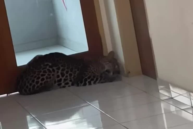 Viral macan tutul masuk hotel di Bandung. (Foto: TikTok @ge.handikaa)