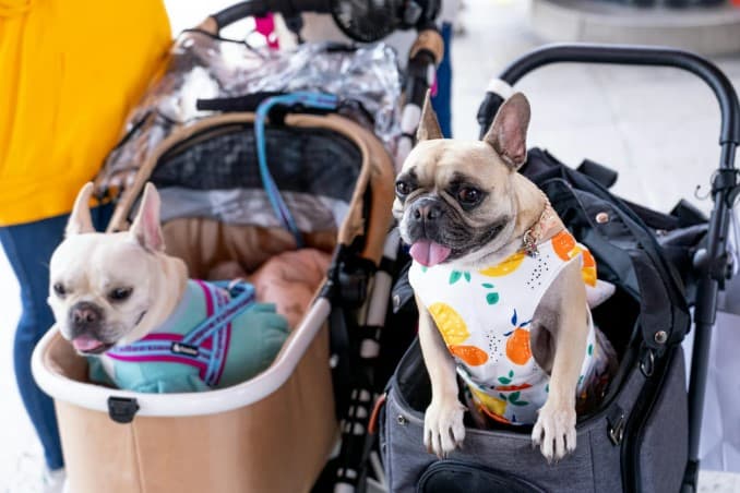 5 Mall Pet Friendly di Jakarta untuk Mengisi Akhir Pekan