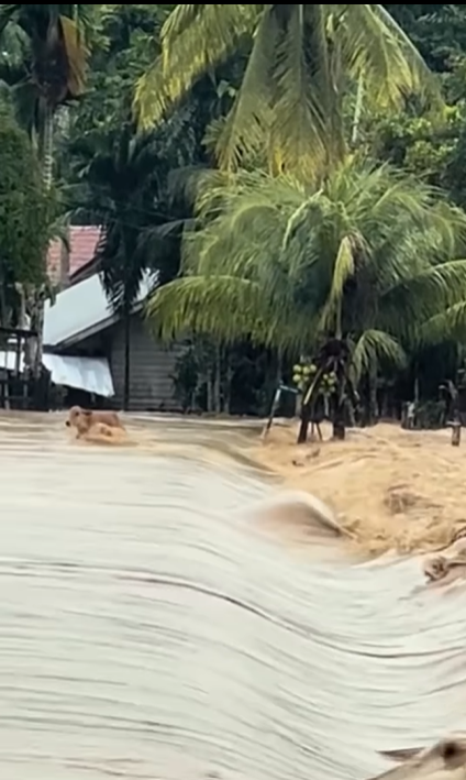 Induk Sapi Terbawa Arus Banjir Saat Menyeberang dengan Anaknya, Warganet: Ngga Bisa Lihat Beginian