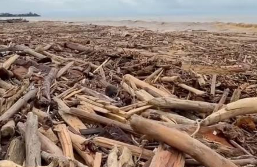 Kayu gelondongan di banjir bandang Sumatera (Foto: Istimewa)