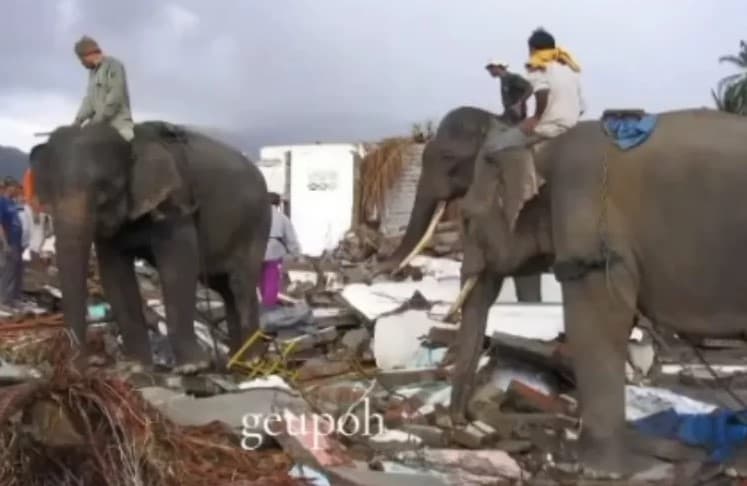 Viral Aksi Gajah Aziz, Midok, Nunik dan Abu Bantu Evakuasi Bencana di Aceh, Warganet Sedih: Rumah Mereka Dihilangkan, Tenaganya Dimanfaatkan