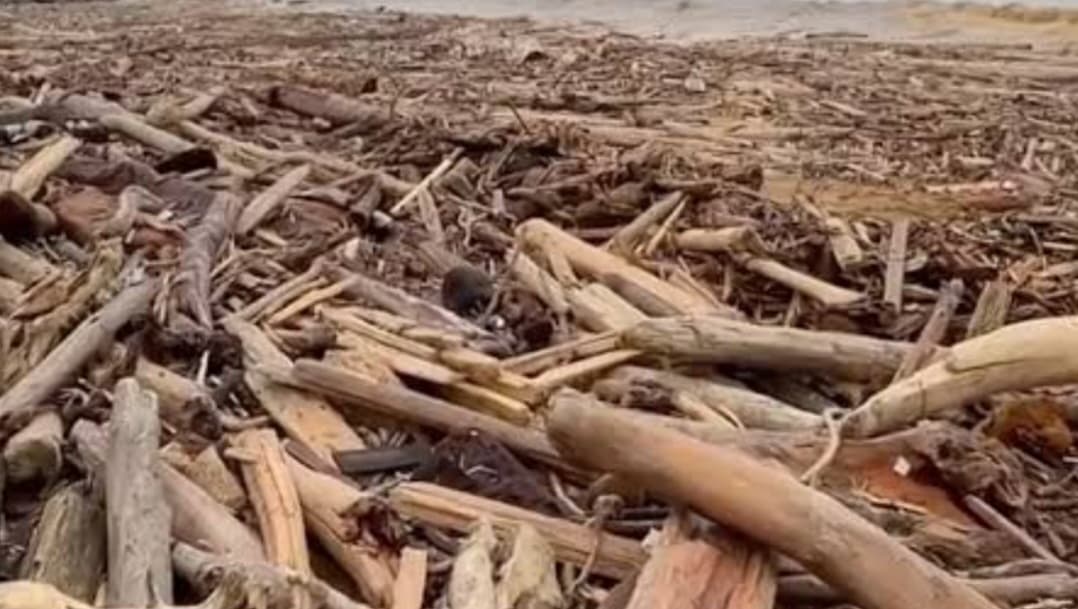 Kayu gelondongan di banjir bandang Sumatera (Foto: Istimewa)