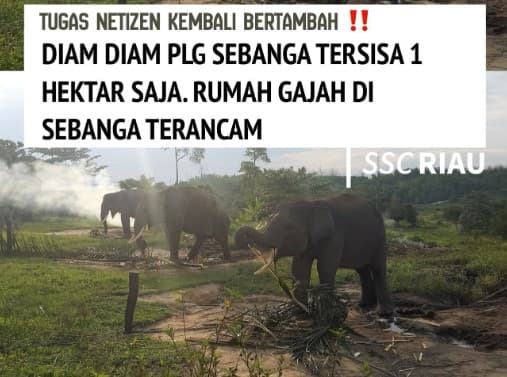 Tak Cuma TN Tesso Nilo, Kondisi PLG Sebanga Juga Semakin Kritis! Tinggal Tersisa 1 Hektar Saja hingga Ancam Populasi Gajah