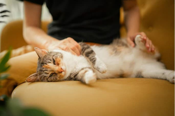 Posisi Tidur Kucing Ternyata Bisa Menunjukkan Kondisi dan Perasaannya. (Foto: Ilustrasi)