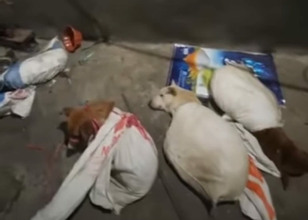 Anjing di rumah jagal Surabaya (Foto: Instagram/Founder dan Leader Animals Hope Shelter Indonesia Christian Joshua Pale) Anjing di rumah jagal Surabaya (Foto: Instagram/Founder dan Leader Animals Hope Shelter Indonesia Christian Joshua Pale)