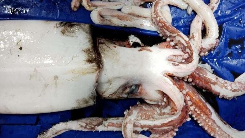 Cumi-cumi raksasa yang ditemukan ilmuwan di laut dalam Selandia Baru. (NIWA/ Profesor Brit Finucci) Cumi-cumi raksasa yang ditemukan ilmuwan di laut dalam Selandia Baru. (NIWA/ Profesor Brit Finucci)