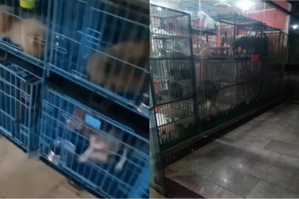 Hewan Peliharaan di Pet Shop Mall Gajah Mada Terlantar Hewan Peliharaan di Pet Shop Mall Gajah Mada Terlantar