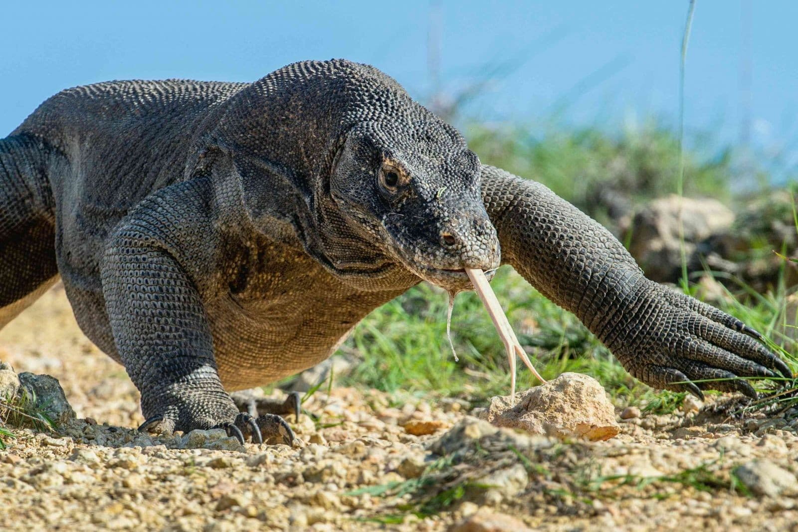 Komodo (Foto:treehugger) Komodo (Foto:treehugger)