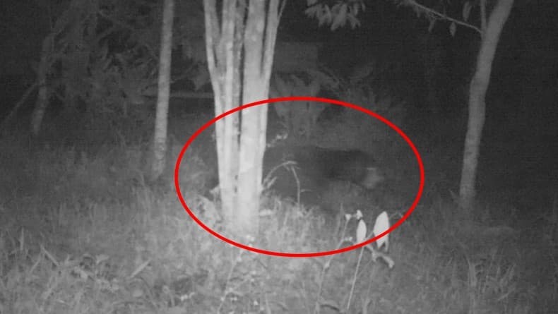 Makhluk misterius bau busuk yang teror warga Agam (Foto:Istimewa) Makhluk misterius bau busuk yang teror warga Agam (Foto:Istimewa)