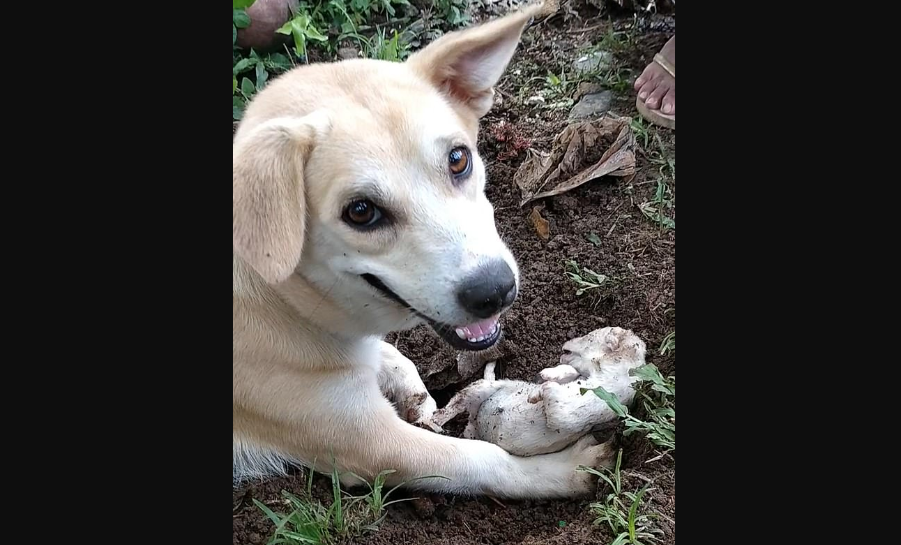 Memilukan! Anjing Ini Bongkar Kuburan Anaknya Berharap Hidup Kembali (Foto: Istimewa) Memilukan! Anjing Ini Bongkar Kuburan Anaknya Berharap Hidup Kembali (Foto: Istimewa)