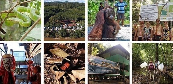 (Foto: Operation Wallacea Borneo, OWT, COP) (Foto: Operation Wallacea Borneo, OWT, COP)