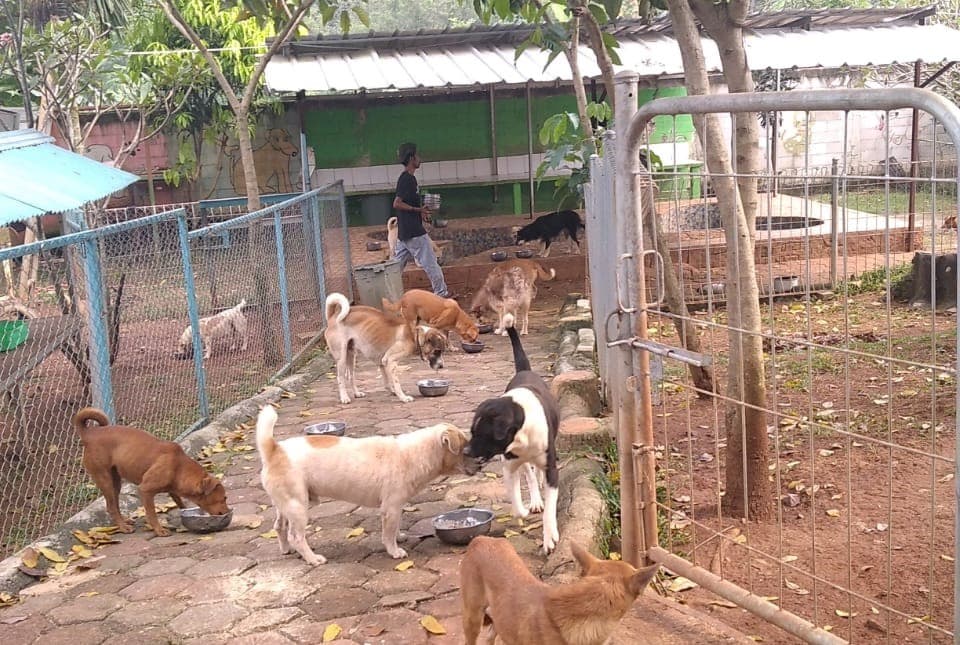 Anjing saat diberi makan Anjing saat diberi makan