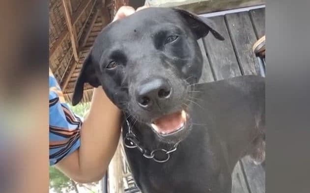 Anjing Canon (Foto: Tangkapan layar) Anjing Canon (Foto: Tangkapan layar)