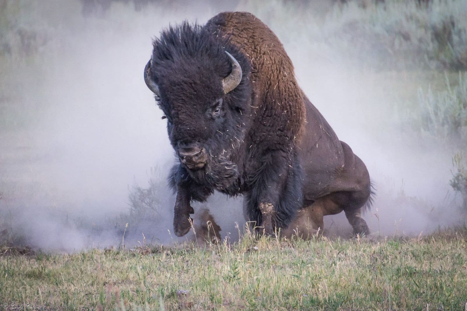 Bison Ngamuk (Foto:Istimewa) Bison Ngamuk (Foto:Istimewa)
