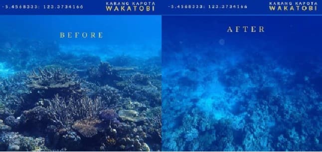 Kondisi perairan TN Wakatobi kian memprihatinkan karena marak bom ikan. Kondisi perairan TN Wakatobi kian memprihatinkan karena marak bom ikan.