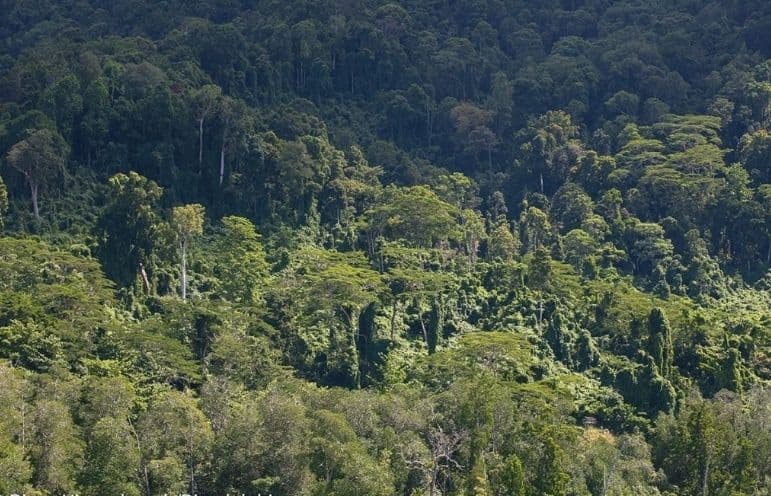 Ilustrasi Hutan (Foto:istimewa) Ilustrasi Hutan (Foto:istimewa)