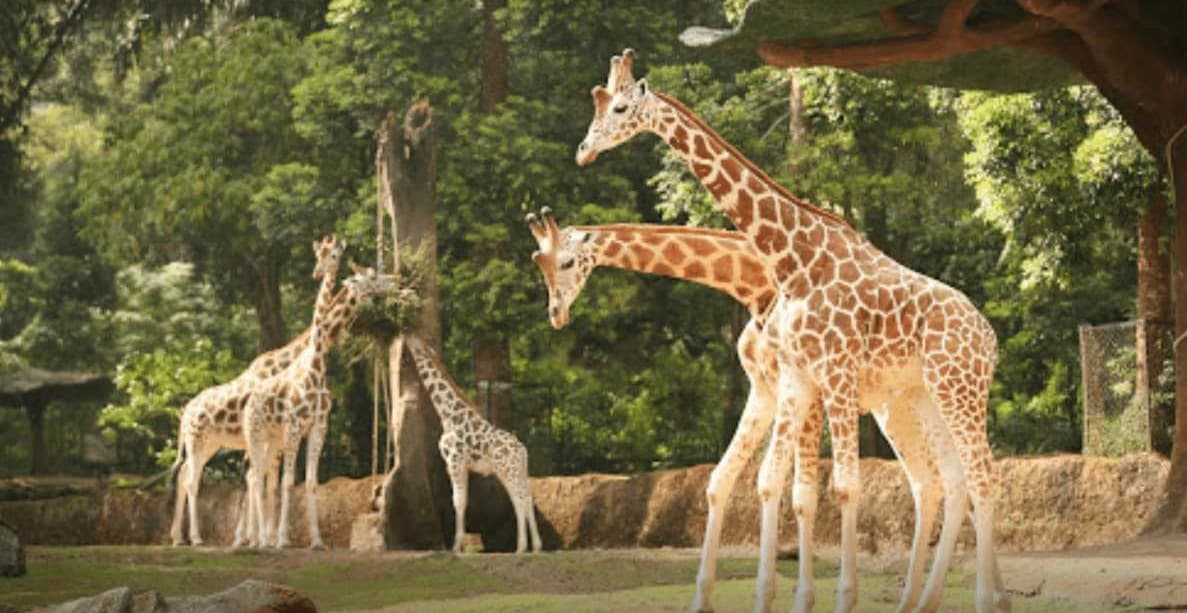 Taman Safari Bogor (Foto: Tokopedia) Taman Safari Bogor (Foto: Tokopedia)