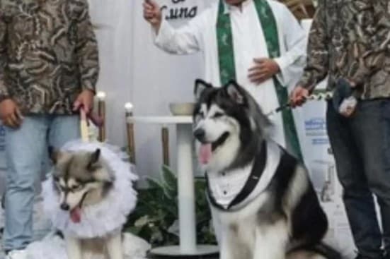 Viral pernikahan super mewah anjing di Jakarta Utara. (Foto: Instagram) Viral pernikahan super mewah anjing di Jakarta Utara. (Foto: Instagram)