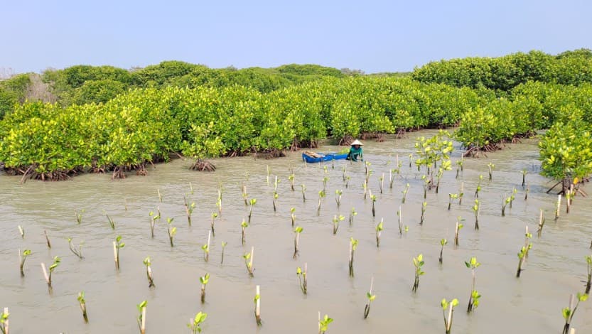Kolaborasi dengan 4 Brand dan UMKM, LindungiHutan Rehabilitasi Hutan Mangrove dengan Tanam 375 Pohon di Jawa Tengah. Kolaborasi dengan 4 Brand dan UMKM, LindungiHutan Rehabilitasi Hutan Mangrove dengan Tanam 375 Pohon di Jawa Tengah.