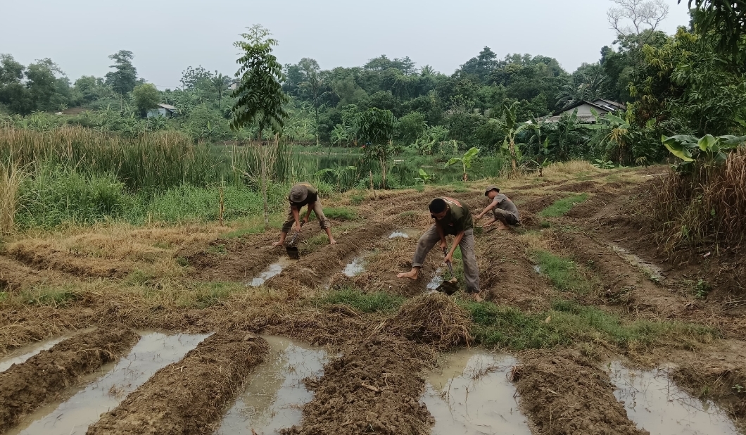 Lahan yang disiapkan Brimob Polri untuk program ketahanan pangan (Foto: Istimewa) Lahan yang disiapkan Brimob Polri untuk program ketahanan pangan (Foto: Istimewa)