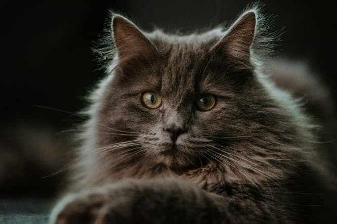 Kucing Maine Coon Kucing Maine Coon