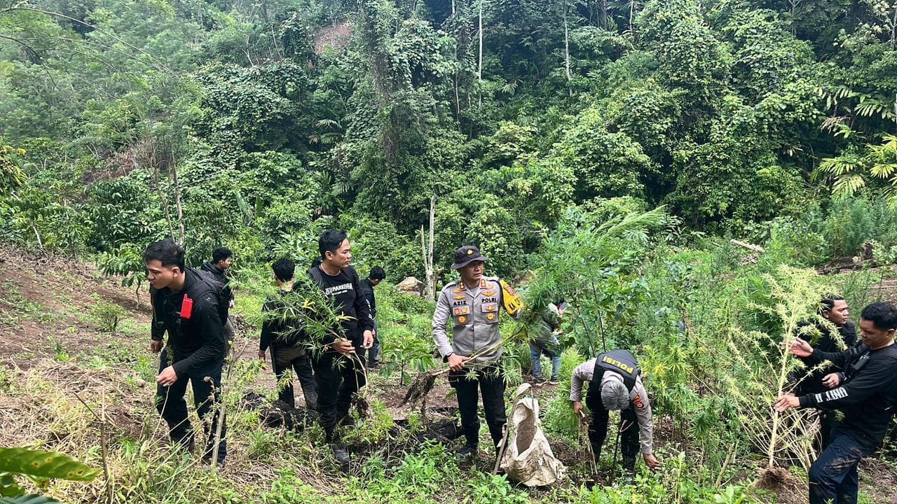 Pengungkapan ladang ganja seluas 20 hektar di Desa Batu Jungul, Kecamatan Muara Pinang, Kabupaten Empat Lawang (Foto: Dok. Polri) Pengungkapan ladang ganja seluas 20 hektar di Desa Batu Jungul, Kecamatan Muara Pinang, Kabupaten Empat Lawang (Foto: Dok. Polri)