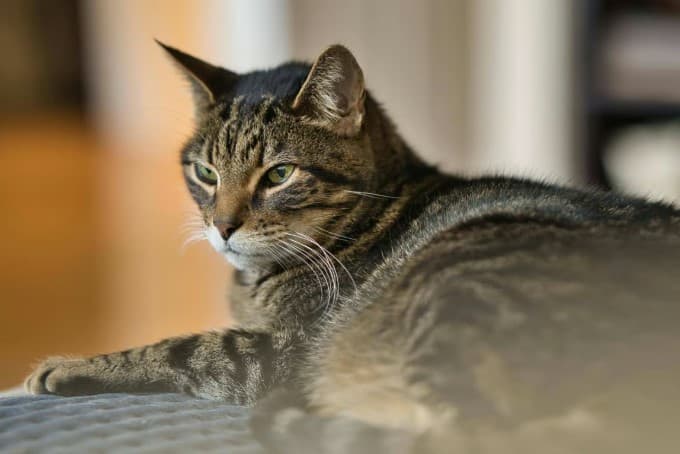 Kucing Mujair Kucing Mujair
